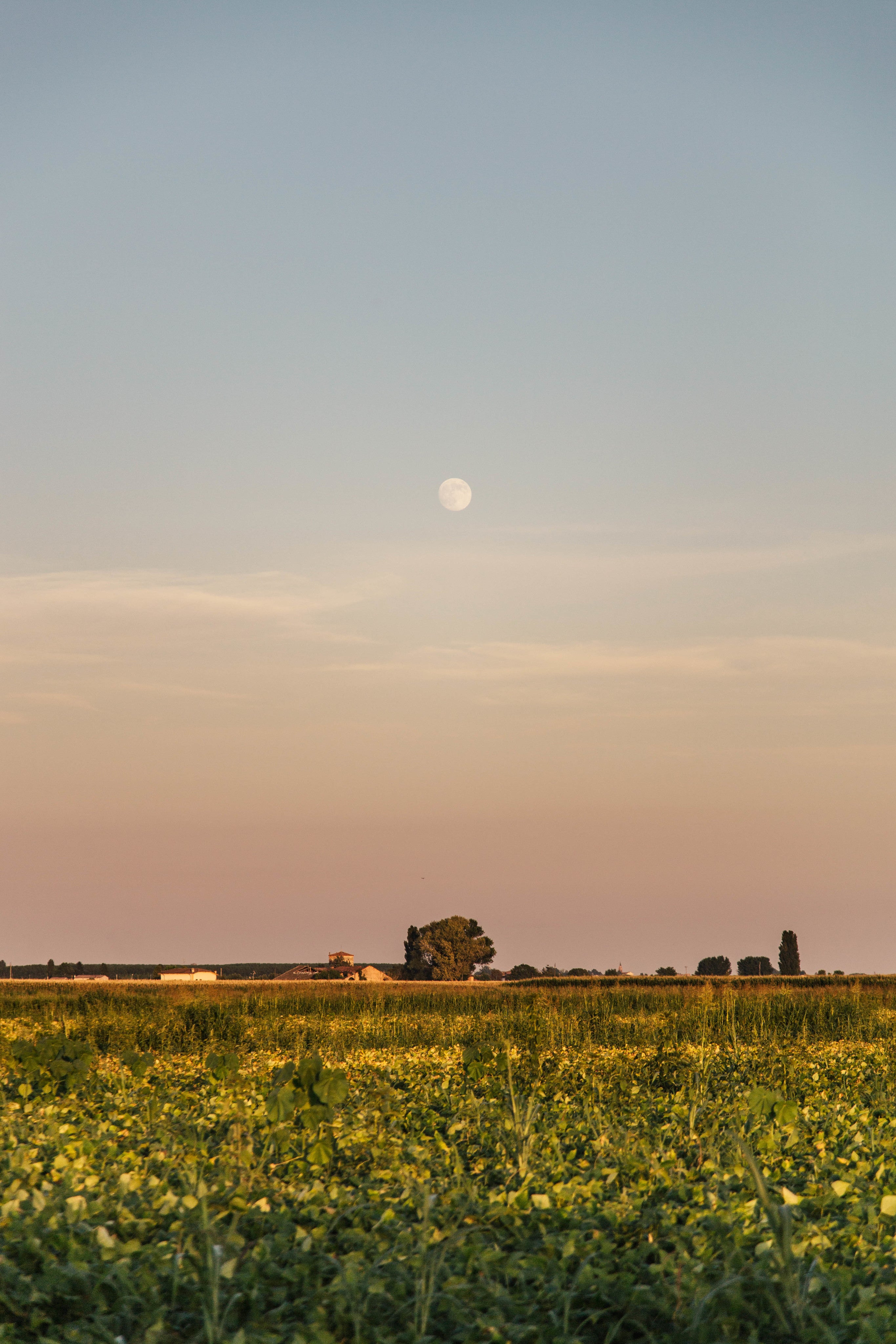 Mond