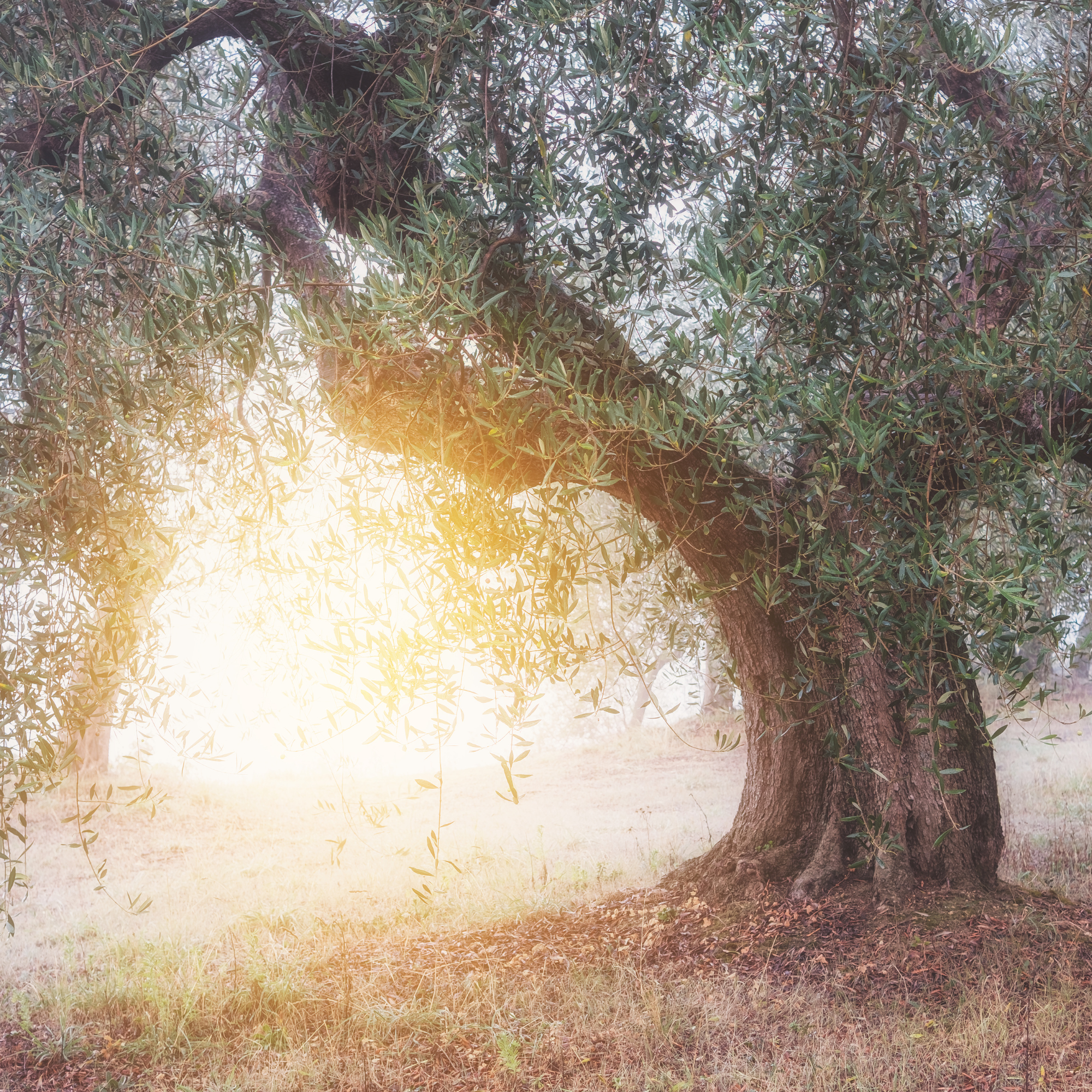 Baum und Sonne